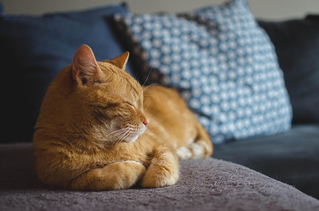 Save the Cat! Writes a Novel